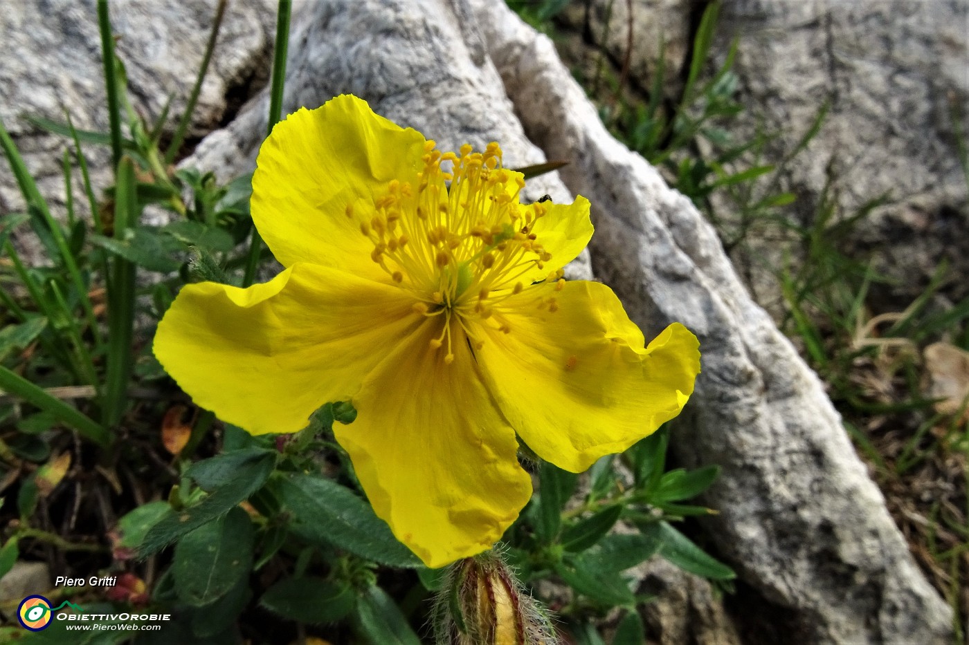 24 Papavero alpino (Papaver rhaeticum).JPG